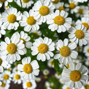 Chamomile flowers