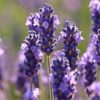 Lavender Violet